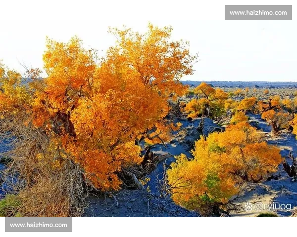 秋日阿勒泰，那束橙色的暖光